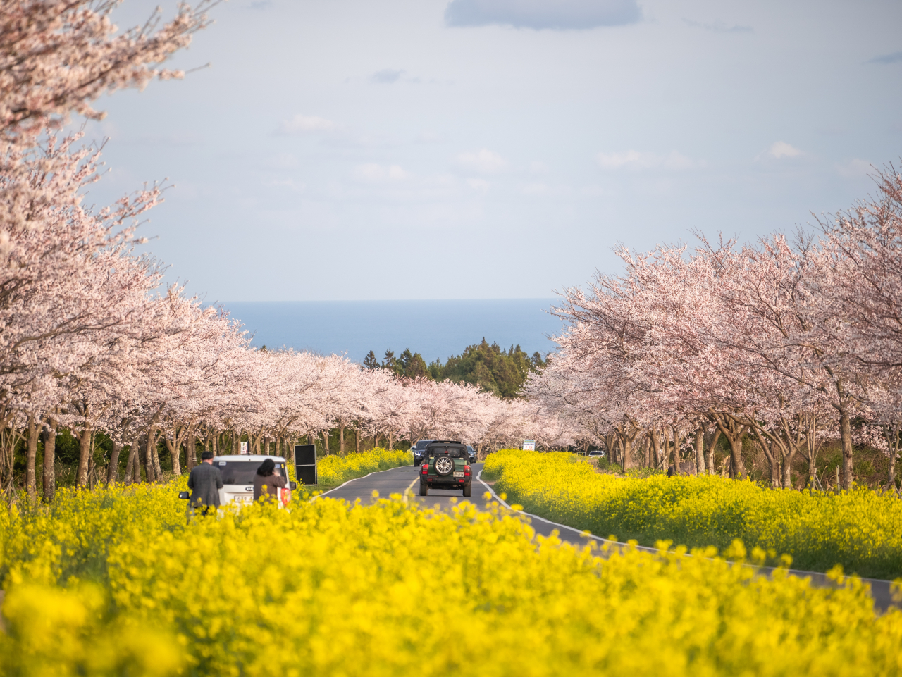 Canola flowers in Gasi-ri Noksan-ro