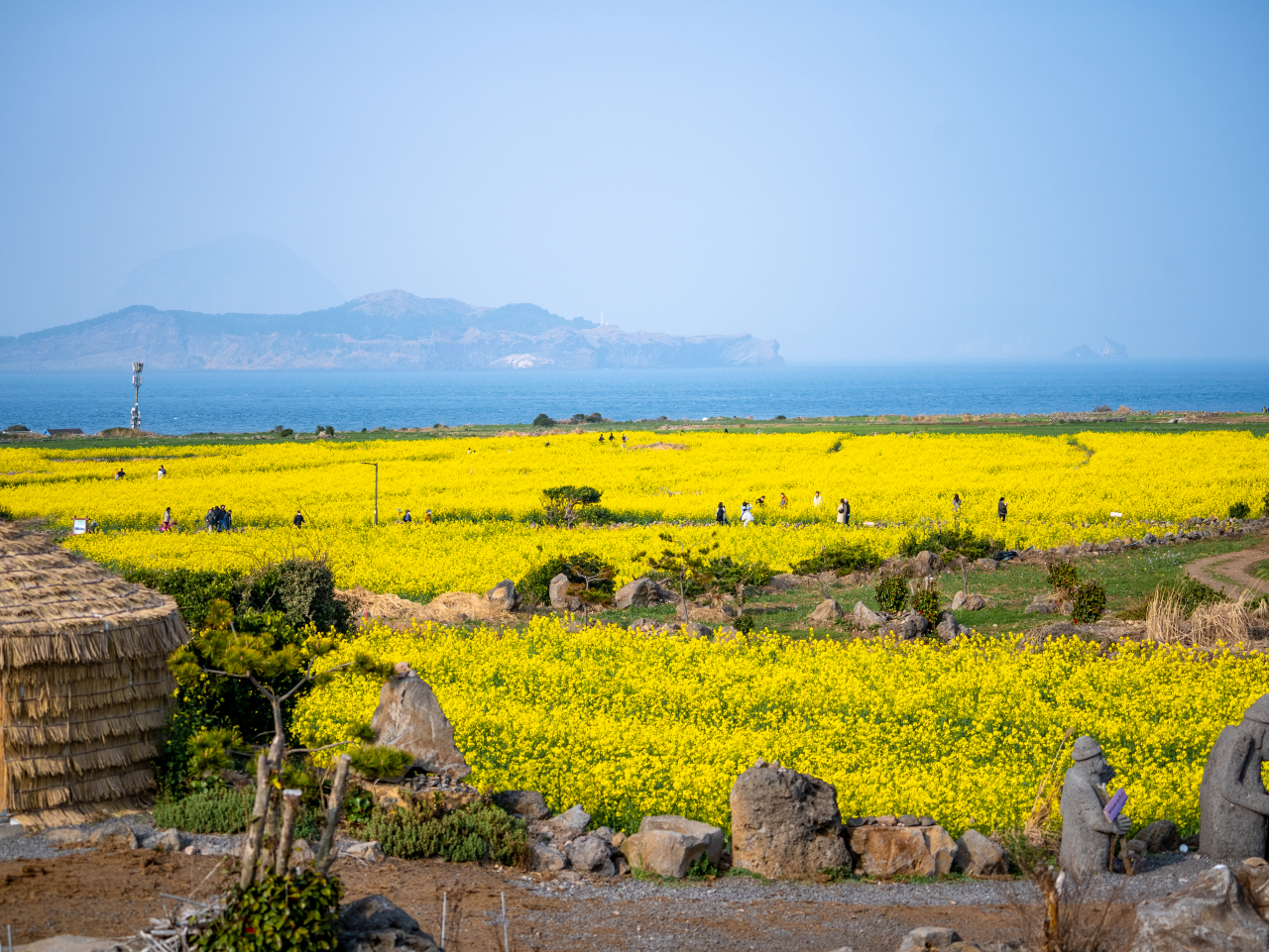 Canola flower field in Gapado