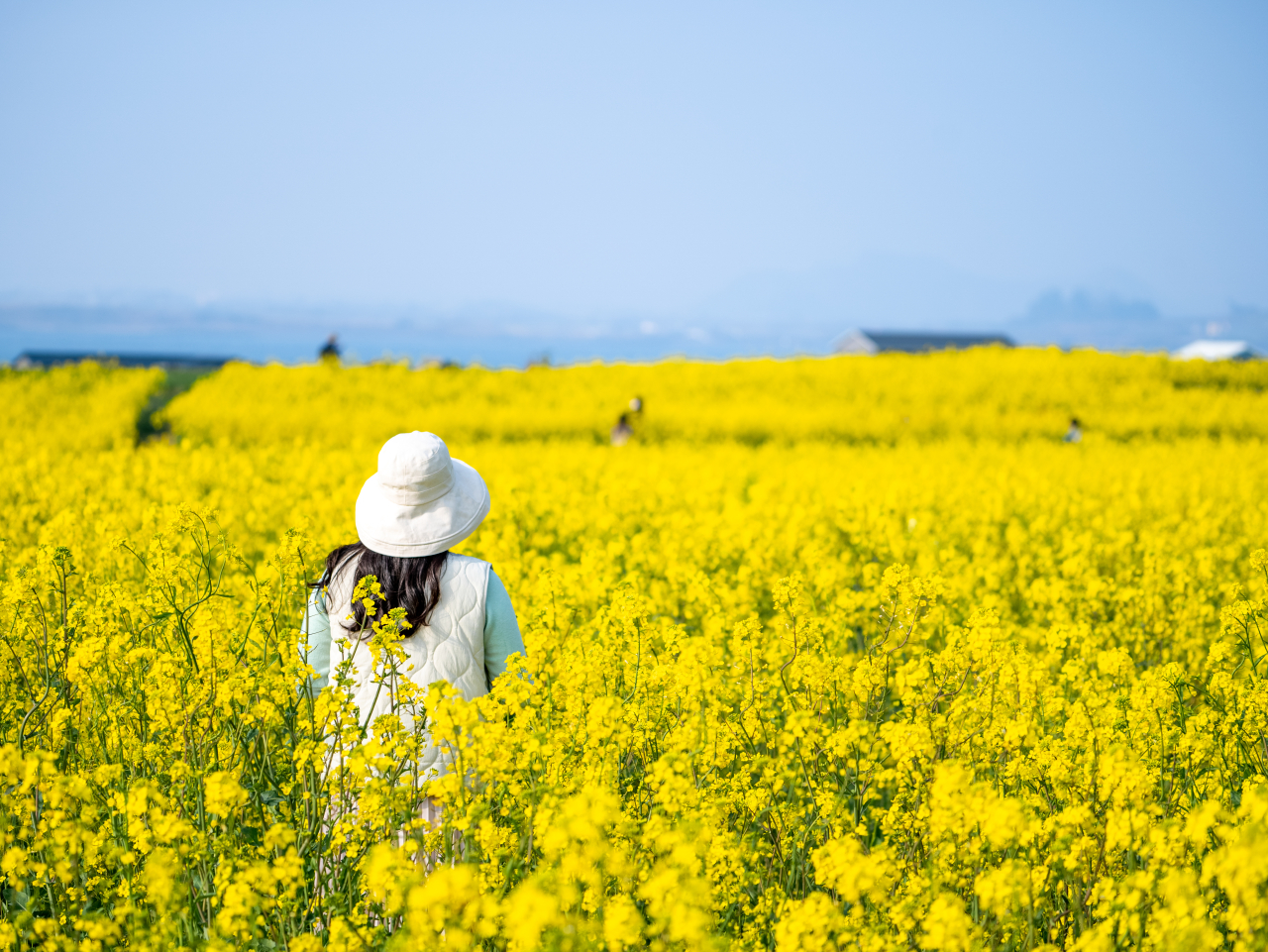 Canola flower field in Gapado