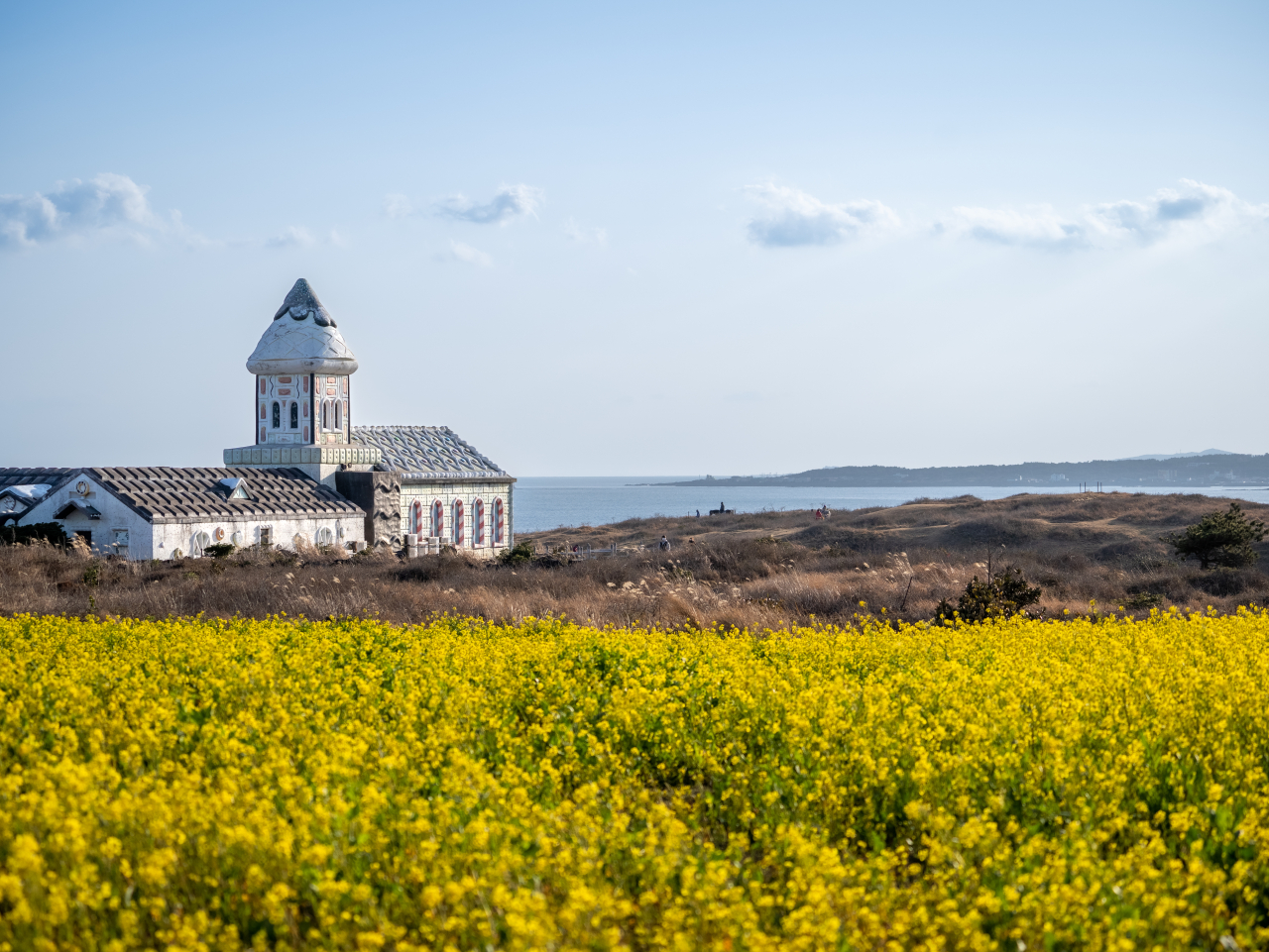 Canola flowers in Seopjikoji
