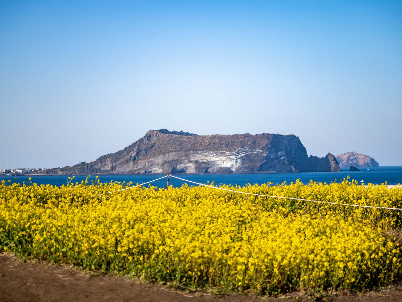 Canola flowers in Seopjikoji