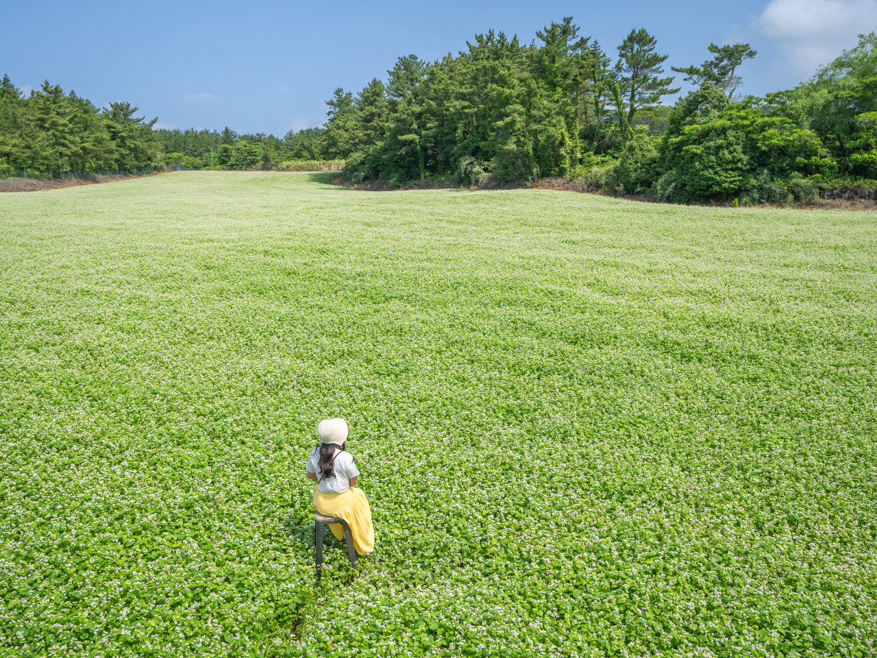 제주 메밀꽃