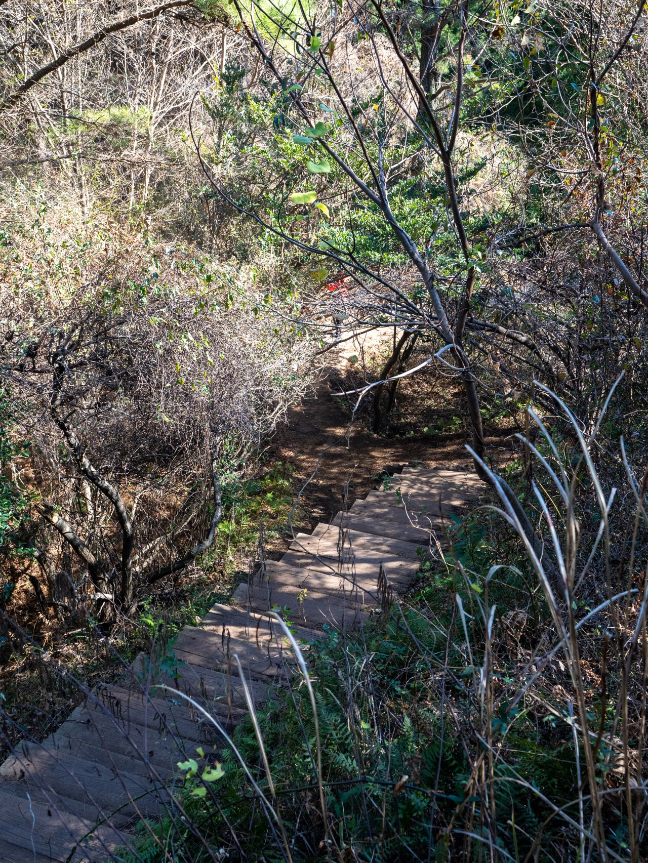 Ttarabi Oreum trail winding through silver grass